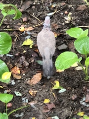 Streptopelia chinensis