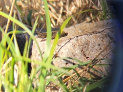 Lissolepis coventryi