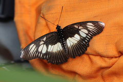 Pseudacraea lucretia