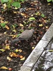 Streptopelia chinensis