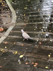 Streptopelia chinensis