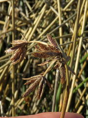 Cyperus marginatus