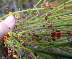 Daviesia aphylla