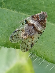 Cixius nervosus