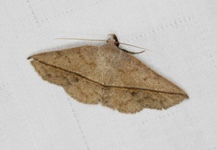 Ugia insuspecta