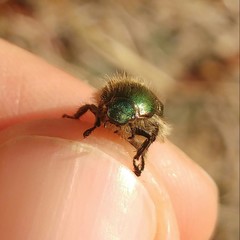 Anomala octiescostata