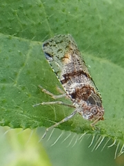 Cixius nervosus