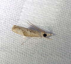 Culladia hastiferalis