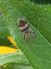 Cixius nervosus