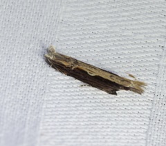 Hypatima spathota