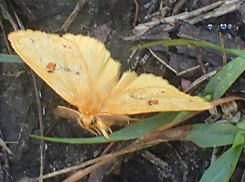Euproctis crocata