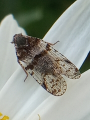 Cixius nervosus
