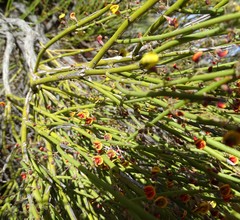 Daviesia aphylla