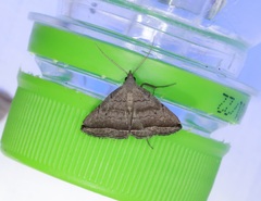 Lysimelia neleusalis