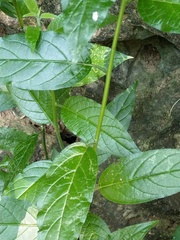 Heliotropium sarmentosum