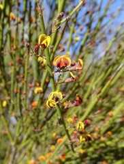 Daviesia aphylla