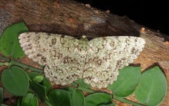 Ophthalmitis herbidaria