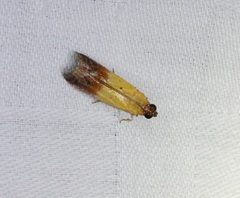 Piesmopoda semilutea