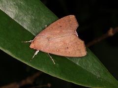 Rusicada nigritarsis