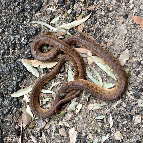 Brown Tree Snake sighting