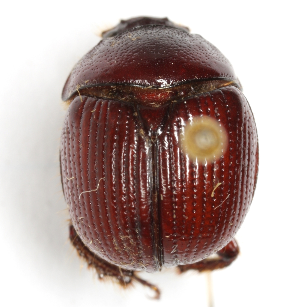 Bolbelasmus minor