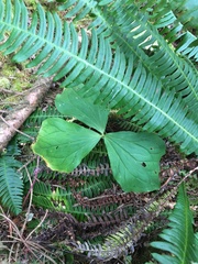 Trillium ovatum