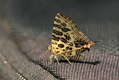 Cigaritis crustaria