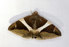 Bastilla crameri