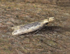 Dichomeris ochthophora