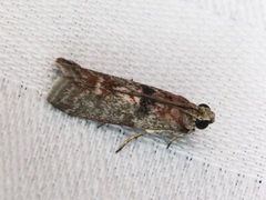 Indomyrlaea ferreotincta