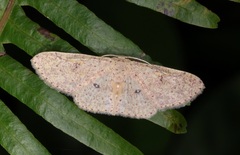 Perixera punctata