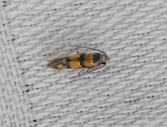 Promalactis lobatifera