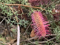 Grevillea paradoxa