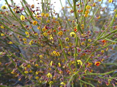 Daviesia aphylla