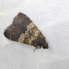 Hydrillodes nilgirialis