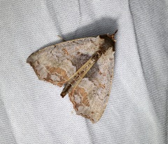 Hyperlopha compactilis