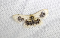 Idaea macrospila