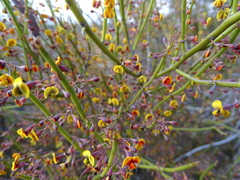 Daviesia aphylla