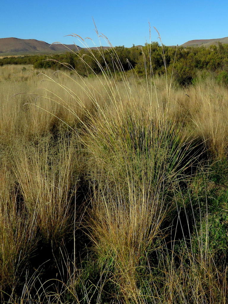 Daba Grass