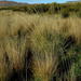 Daba Grass - Photo (c) Gigi Laidler, some rights reserved (CC BY-NC), uploaded by Gigi Laidler