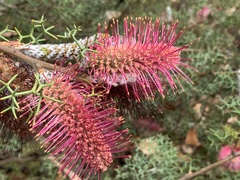 Grevillea paradoxa