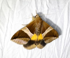 Bastilla fulvotaenia