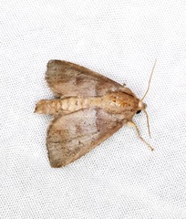 Griseothosea fasciata