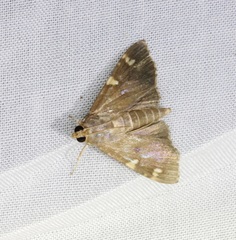 Rehimena surusalis