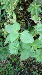 Coleus barbatus grandis