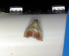 Endotricha repandalis