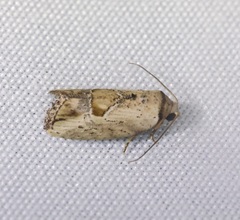 Strotihypera macroplaga