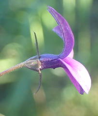Monopsis simplex