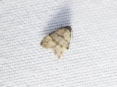 Fustius sterlingi