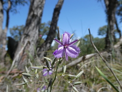 Thysanotus thyrsoideus